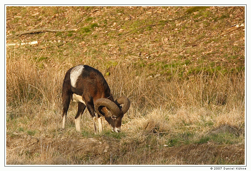 CRW_6803