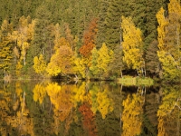 Elbingstalteich Herbstspiegelung