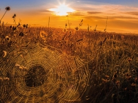 Spinnennetz im Morgenlicht