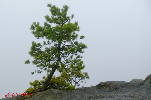 Nationalpark sächsische Schweiz Elbsandsteingebirge Lilienstein