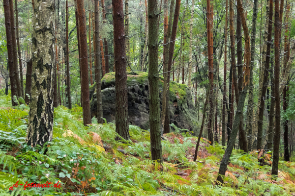 Wald mit Farn bedeckt