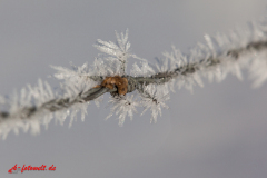 Foto Wanderung Foto Workshop Winterwanderung um den Oderteich im Nationalpark Harz