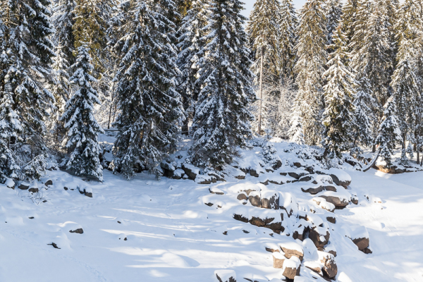 Fotoworkshop Fotokurs Fotowanderung Nationalpar Harz