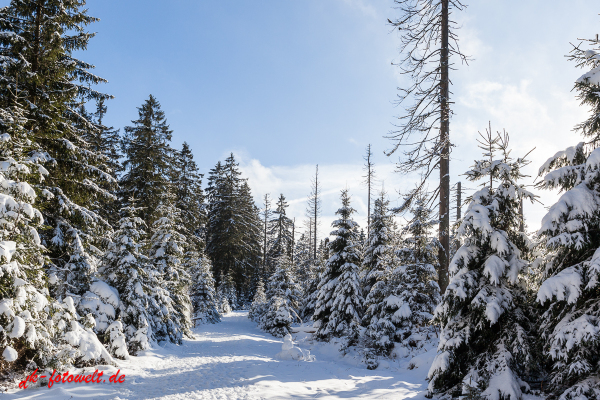 Fotoworkshop Fotokurs Fotowanderung Nationalpar Harz