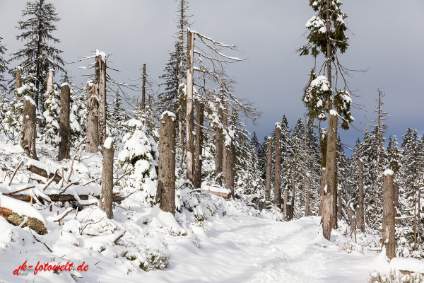 Fotoworkshop Fotokurs Fotowanderung Nationalpar Harz