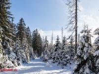 Fotoworkshop Fotokurs Fotowanderung Nationalpar Harz