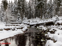 Fotoworkshop Fotokurs Fotowanderung Nationalpar Harz