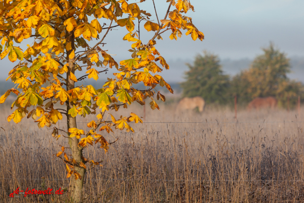 Herbstfarben mit Pferden im Hintergrund