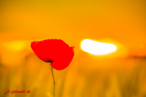 Mohn im Sonnenuntergang