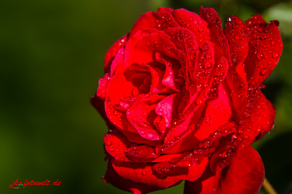 Rote Rosenblüte mit Wassertropfen