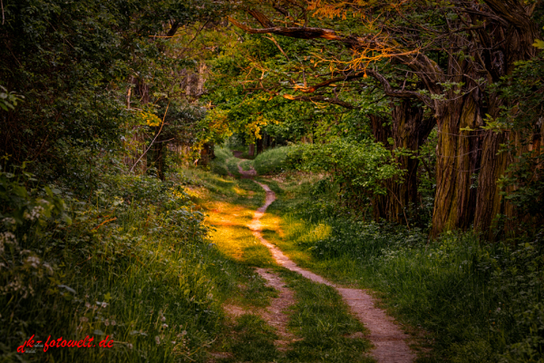 Wanderweg im Sonnenuntergang Lichtstimmung