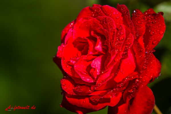 Rote Rosenblüte mit Wassertropfen