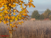 Herbstfarben mit Pferden im Hintergrund