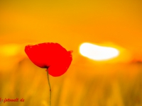 Mohn im Sonnenuntergang