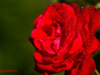 Rote Rosenblüte mit Wassertropfen