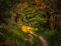 Wanderweg im Sonnenuntergang Lichtstimmung