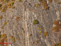 Blick in das Bodetal vom Hexentanzplatz mit herbstlicher laubfärbung