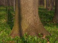 Baum im Brühlpark Quedlinburg mit Bärlauch