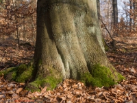 Baum und Laubbedeckter Waldboden