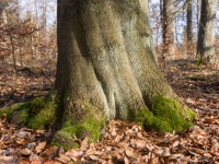 Baum und Laubbedeckter Waldboden