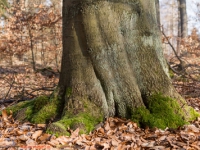 Baum und Laubbedeckter Waldboden