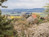 Blick auf die Kapelle Kirche von Timmenrode mit der Teufelsmauer im Hintergrund