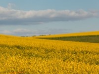 Energie Produktion Rapsfeld