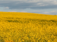 Energie Produktion Rapsfeld