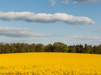 Energie Produktion Rapsfeld