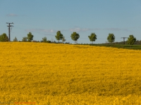 Energie Produktion Rapsfeld