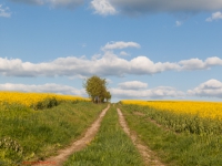 Feldweg durch ein Rapsfeld