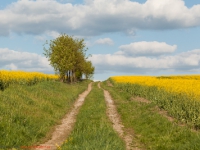 Feldweg durch ein Rapsfeld