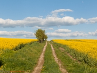 Feldweg durch ein Rapsfeld