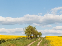 Feldweg durch ein Rapsfeld