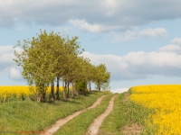 Feldweg durch ein Rapsfeld