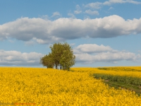 Feldweg durch ein Rapsfeld