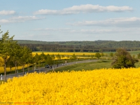 Feldweg durch ein Rapsfeld