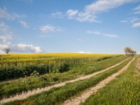 Feldweg mit Rapsfeld