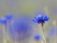 Flockenblumen, Kornbume