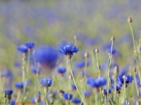 Flockenblumen, Kornbume