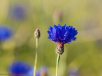 Flockenblumen, Kornbume