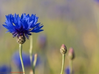 Flockenblumen, Kornbume