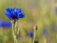 Flockenblumen, Kornbume