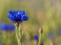 Flockenblumen, Kornbume