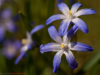 Frühblüher in blau