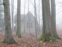 Haus im nebligen Wald stehend