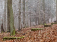 Haus im nebligen Wald stehend