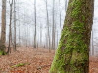 Haus im nebligen Wald stehend