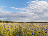 Kornfeld mit blauen Kornblumen