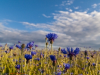 Kornfeld mit blauen Kornblumen